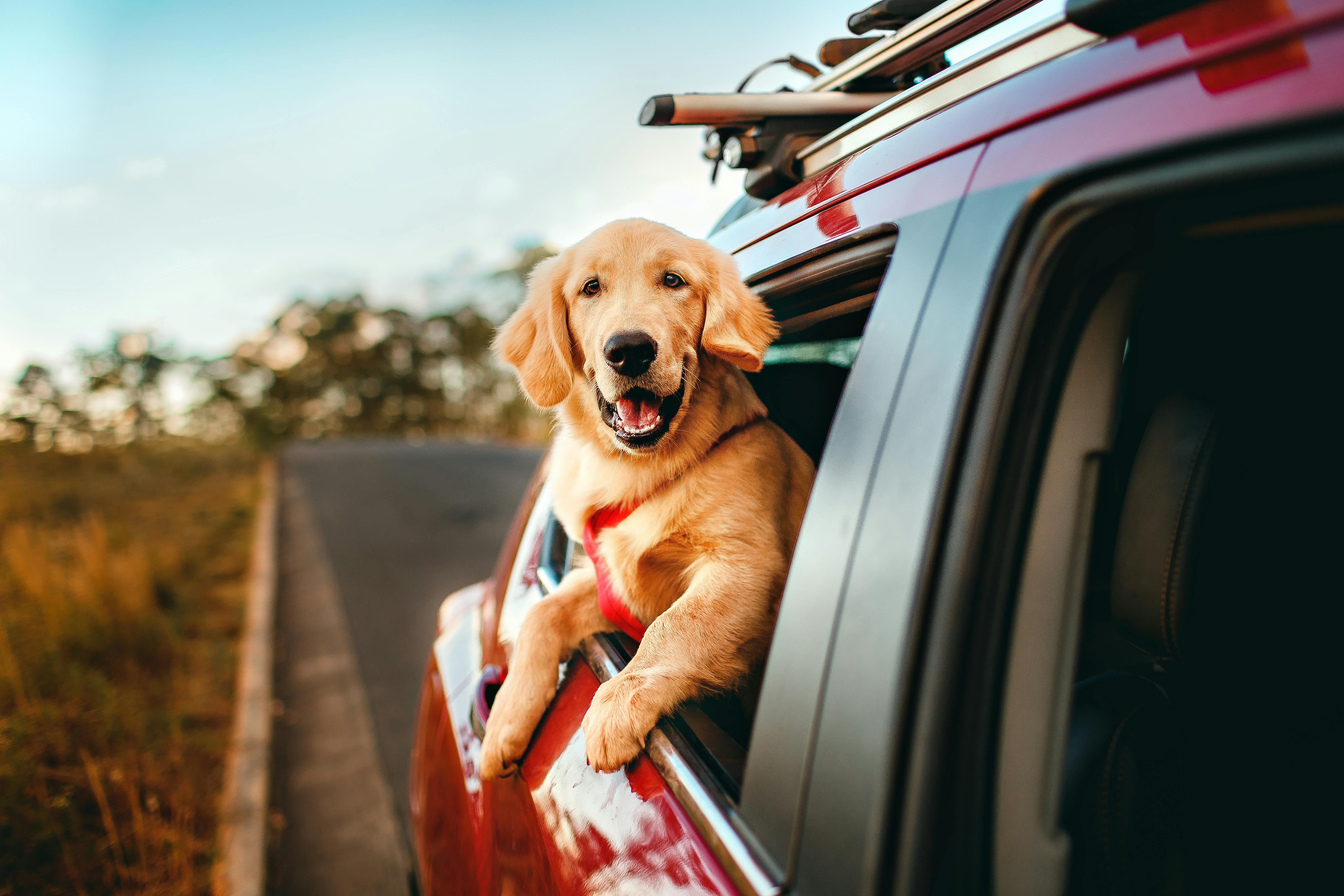 Best Pet Outdoor Gear for Camping & Travel (2026 Guide)