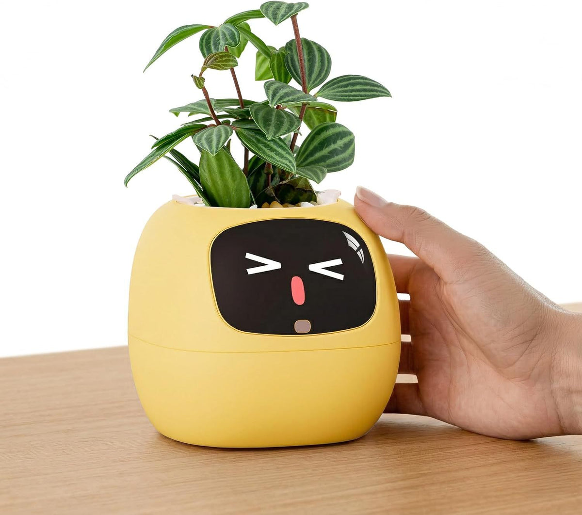 Ivy smart planter