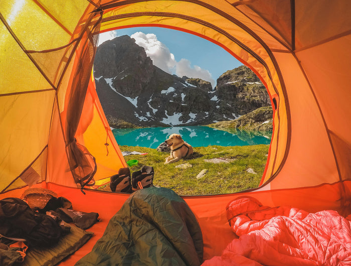 <h1>🔥Pet Outdoor Gear</h1>